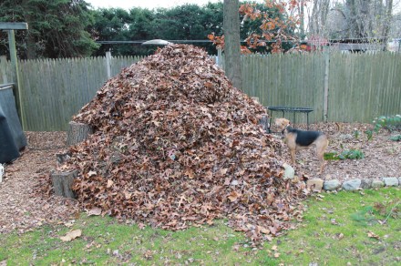 A freshly topped pile after a day of yard cleanup. It will soon breathe out and settle back into itself, soon to be ready to receive more.