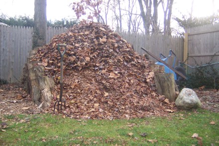 The dark top portion is from underneath my forsythia hedgerows.