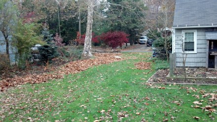 By mid-November, the big trees have shed their leaves, while other parts of the yard hang in there.