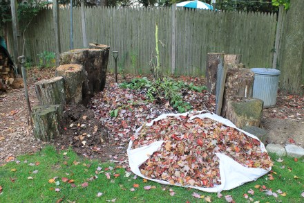 A sheetful of leaves swept up from the yard and ready to be added to the beginning of my pile in mid-October. I've already tossed in the spent vines and stems from the vegetable garden, along with sunflower stalk. As it decomposes, the hollow stem will serve as a passageway for air and microorganisms, from top to bottom.