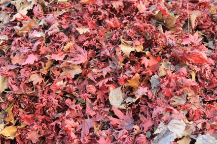A closeup of the Japanese maple leaves, a prized addition to my pile.