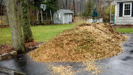 A freshly dumped load of wood chips nearly fills my driveway.
