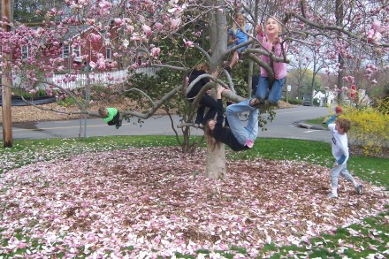 A playdate in the tulip magnolia, in its final years.