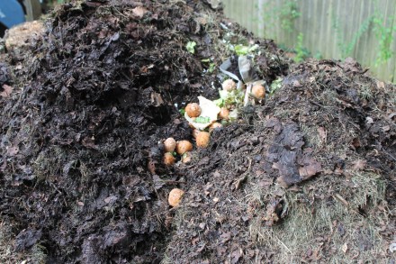 The kitchen scraps, including the stale donut holes, go into a trench in the middle of my pile.