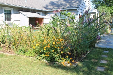 You'd think the deer wouldn't find the garden through the cleome flowers; at right are the flagstone steps sinking into the turf.