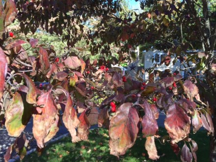 A branch of dogwood, its leaves deepening in color and its berries ripening a bright red.