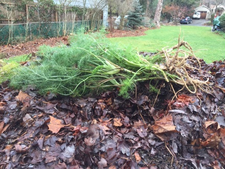 Fragrant shocks of fennel from the garden help my pile ring out the old year. I'll cover the fresh green with a layer of soggy leaves.