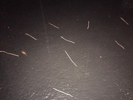 A herd of earthworms make tracks across the driveway on a rainy night. Who knows where they were headed to, but they will end up in my pile.