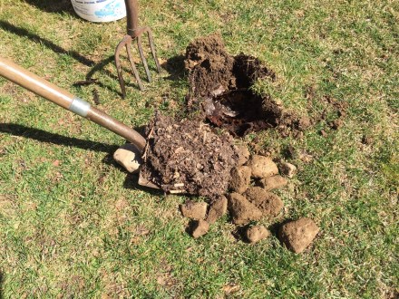 Aerating with the pitchfork turns up a clutch of 'Connecticut potatoes" buried just under the sod. I replace the clutch of rocks with a spade of leaf mold from my pile and replace the turf over this buried small pot of compost gold.