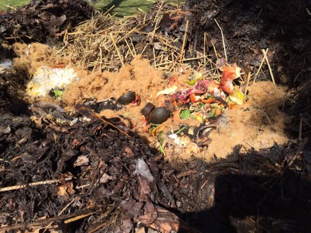 The fluffy seed balls of the sycamore tree in my yard, spike by a fresh load of kitchen scraps, make good filler for my pile.