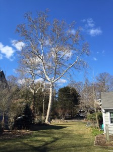 The sycamore tree that lords over the corner of my yard is still adorned with countless seed balls.