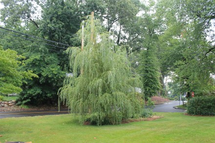 The willow, from two summers ago, fast-growing and just now starting to "weep."