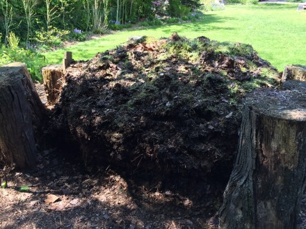 I'd hoped to harvest some near-finished compost from the backside of my pile, but it doesn't seem ready to give up its riches.