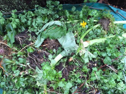 A collection of soily spring weeds and self-starters culled from the garden, mostly fragrant cilantro, are added to my pile.